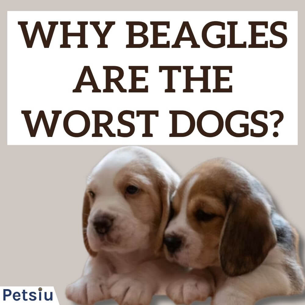 why-beagles-are-the-worst-dogs-challenges-of-owning