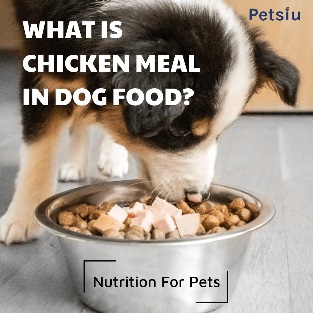 what-is-chicken-meal-in-dog-food-nutrition-for-pets