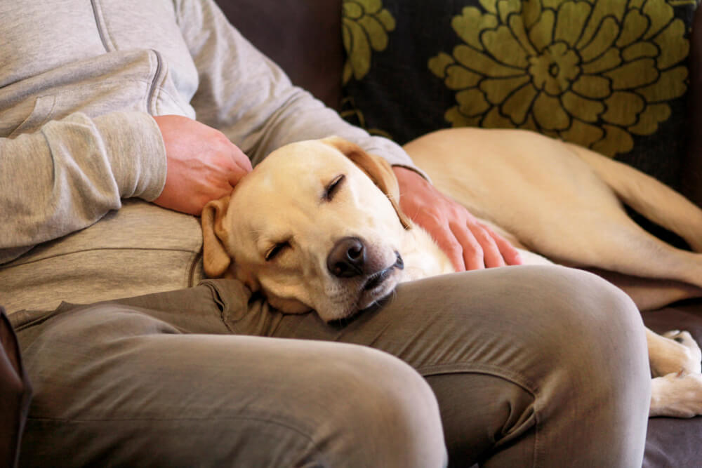 The dogs lay on you to show their love and attention