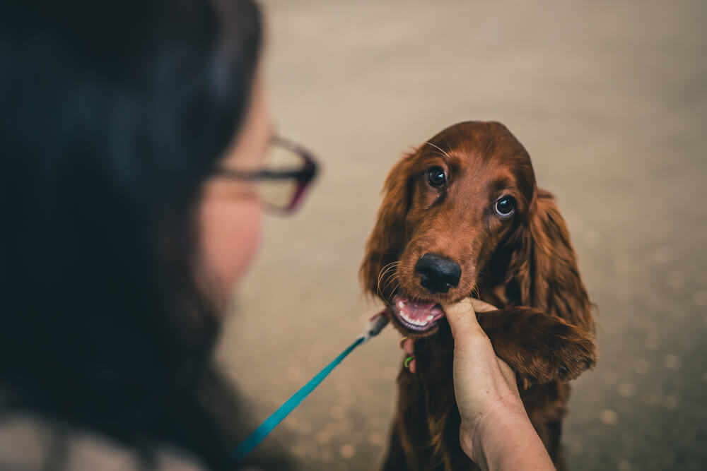 Nibbling may show anxiety 