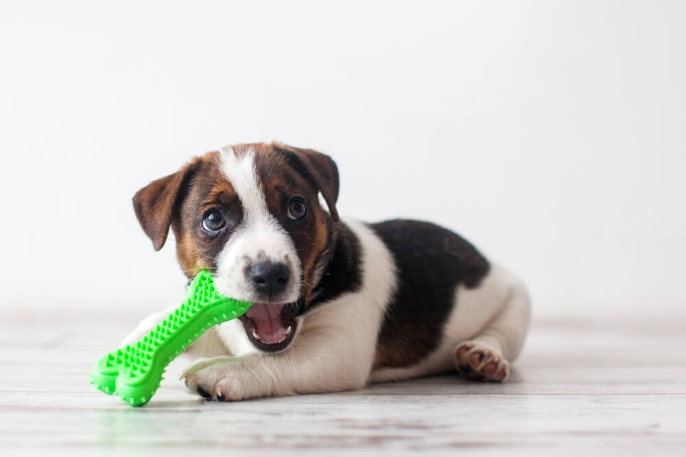 Nibbling may be a sign of lack of attention