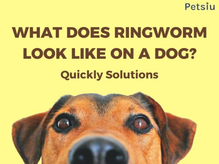 What Does Ringworm Look Like On A Dog? Quickly Solutions