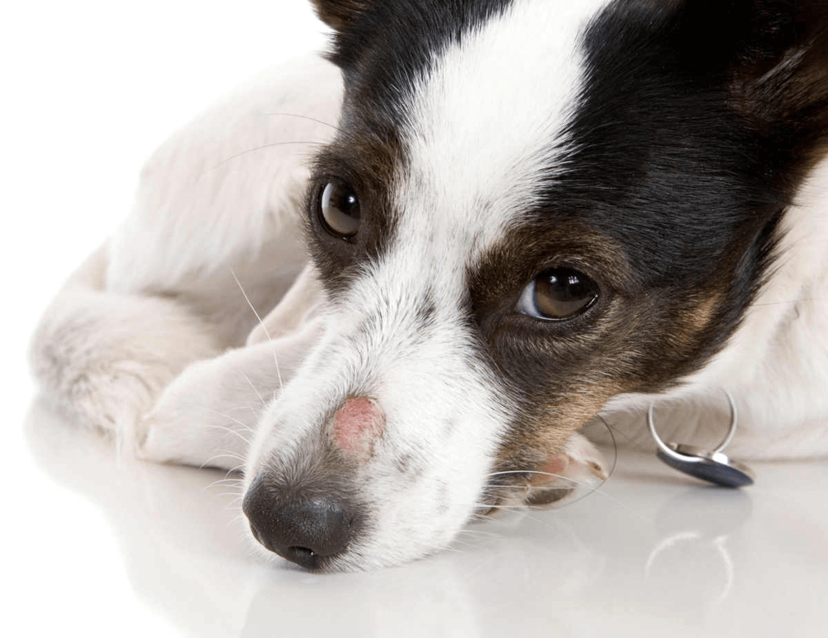 What does ringworm look like on a dog?