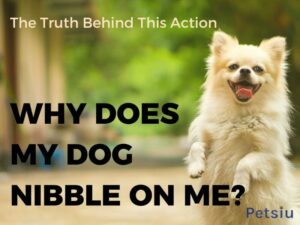 Why Does My Dog Nibble On Me? The Truth Behind This Action