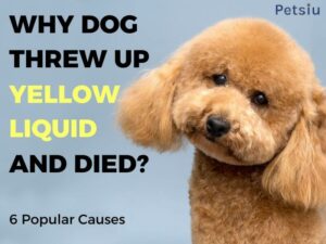 Why Dog Threw Up Yellow Liquid And Died? 6 Popular Causes